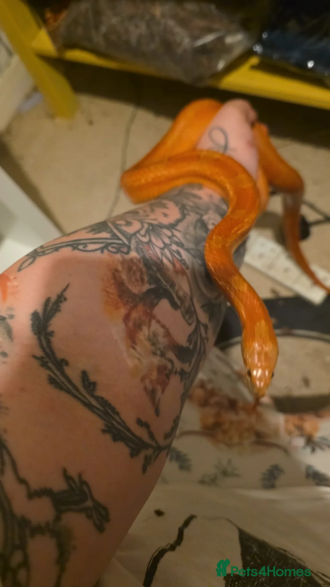 Snake reptiles for sale: Beautiful Corn Snake with great temperement - Advert 1