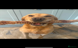 Labrador Retriever dogs for sale: KC health tested Labrador puppies  - Image 7