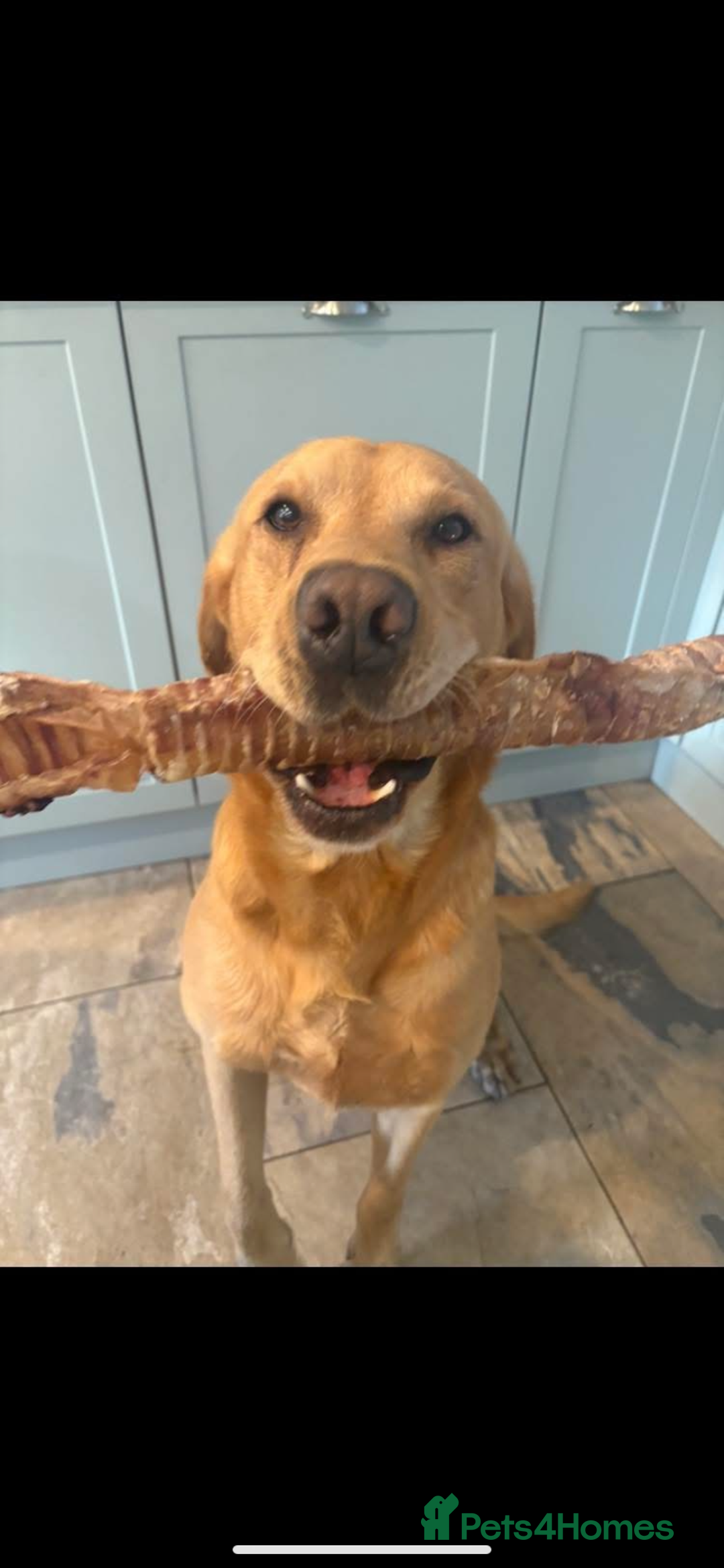 Labrador Retriever dogs for sale: KC health tested Labrador puppies  - Image 7