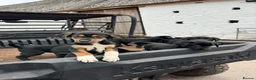 Mixed Breed dogs for sale: Beautiful Huntaway X Collie Pups in Brecon - Advert 1