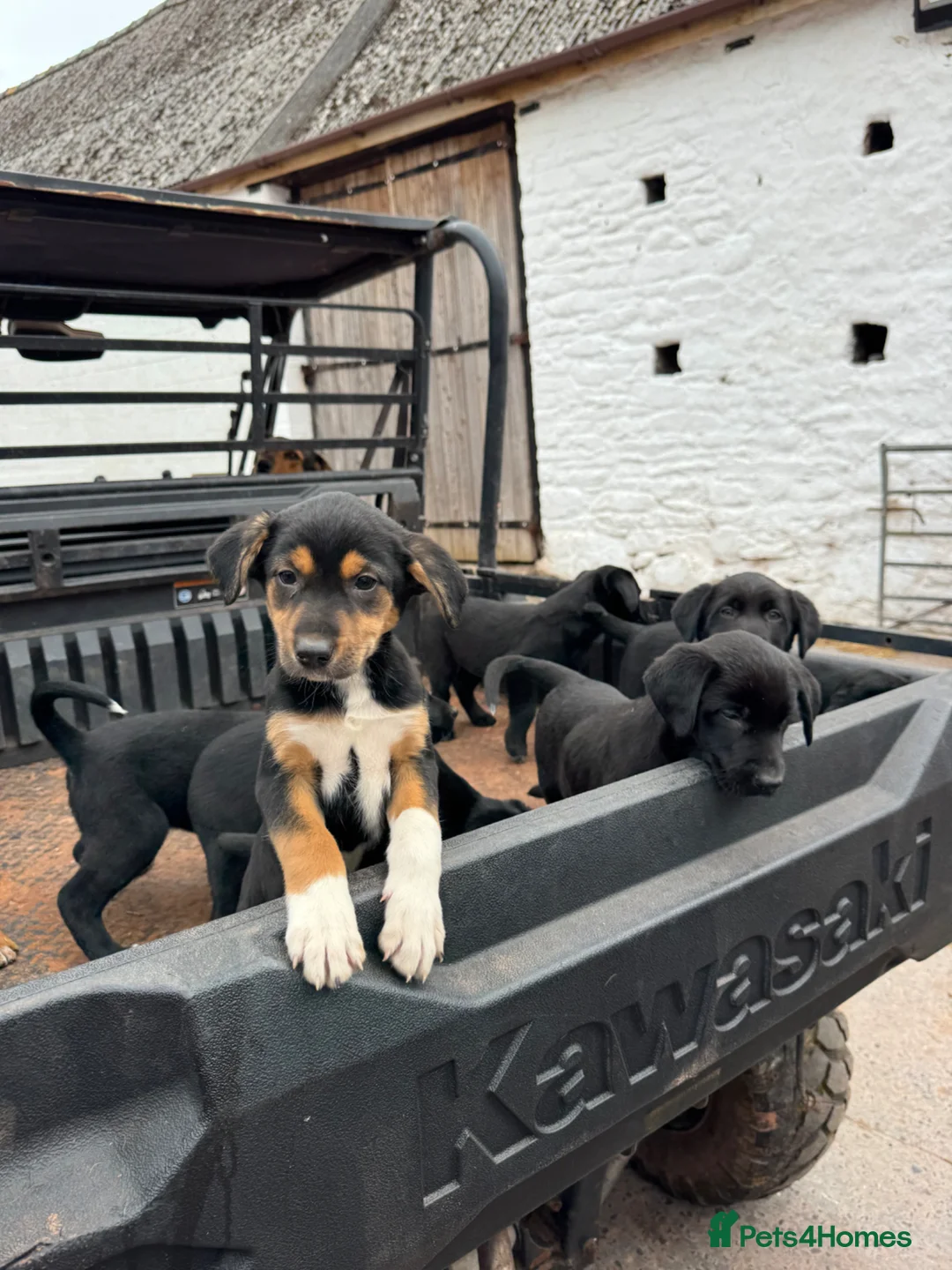 Mixed Breed dogs for sale: Beautiful Huntaway X Collie Pups in Brecon - Advert 1