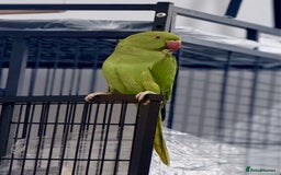 Ringnecks birds for sale: Ring neck parrot Pico  - Image 1