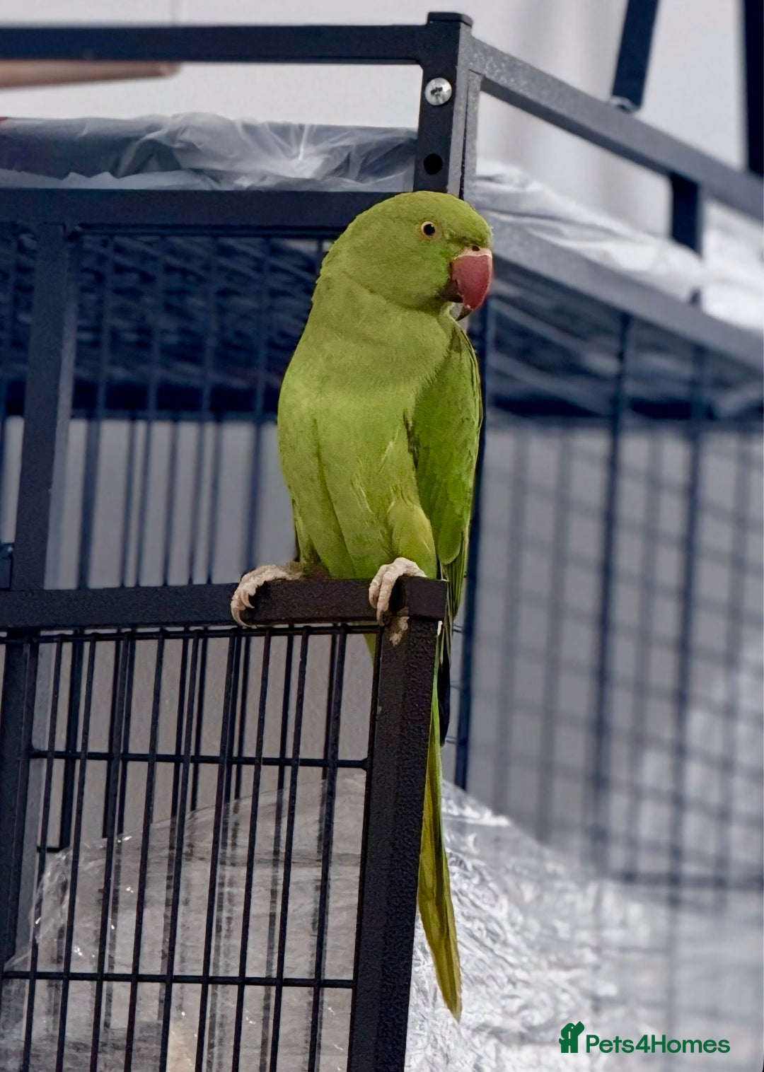 Ringnecks birds for sale: Ring neck parrot Pico  - Image 1