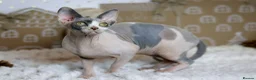 Sphynx cats for sale: Beautiful Blue Calico Sphynx Girl  - Advert 3
