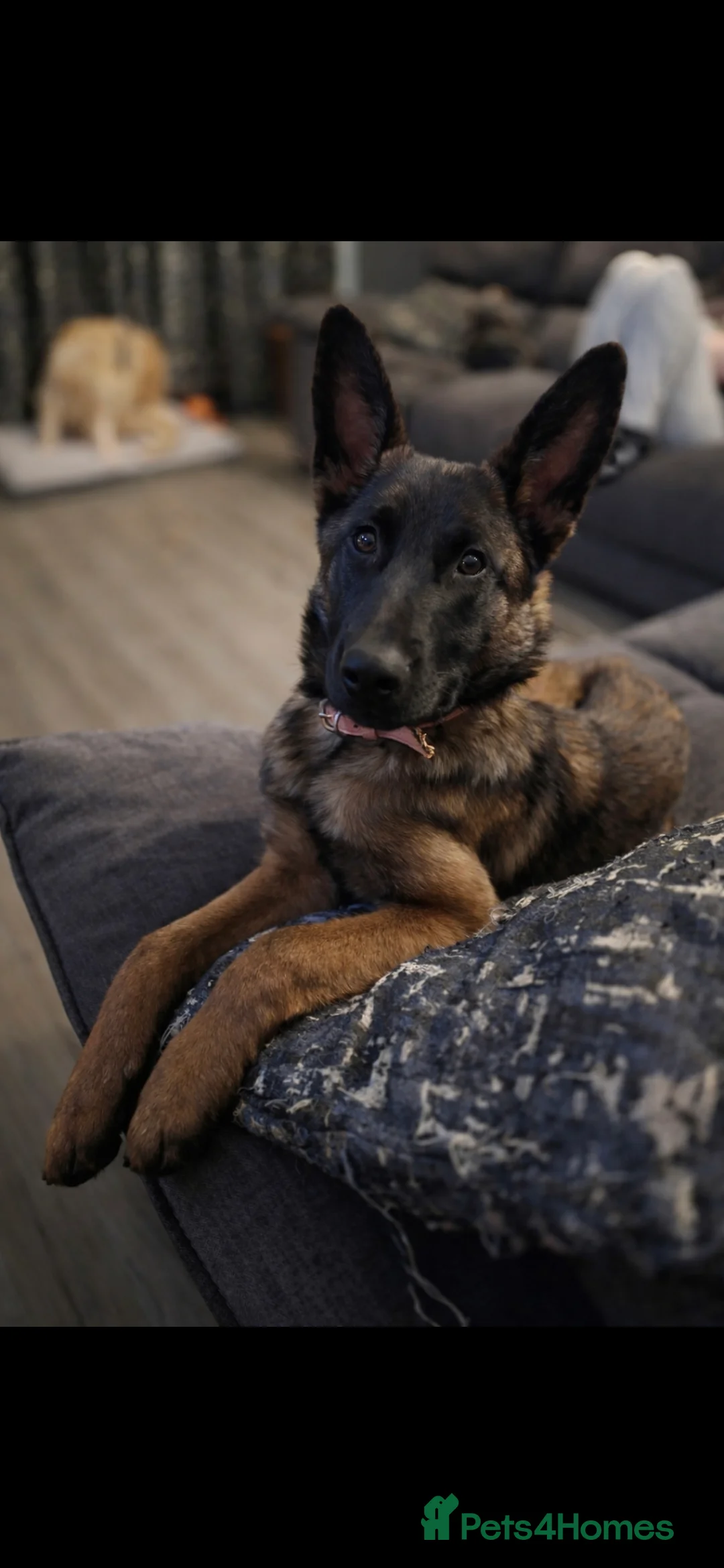 Mixed Breed dogs for sale: Saska. Belgian Malinois X German shepherd  - Advert 5