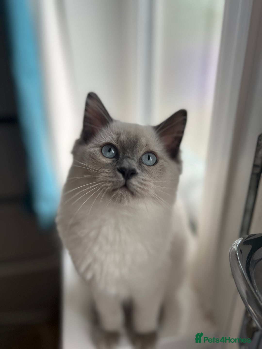 Mixed Breed cats for sale: Ragdoll mix girl needs new home - Advert 28