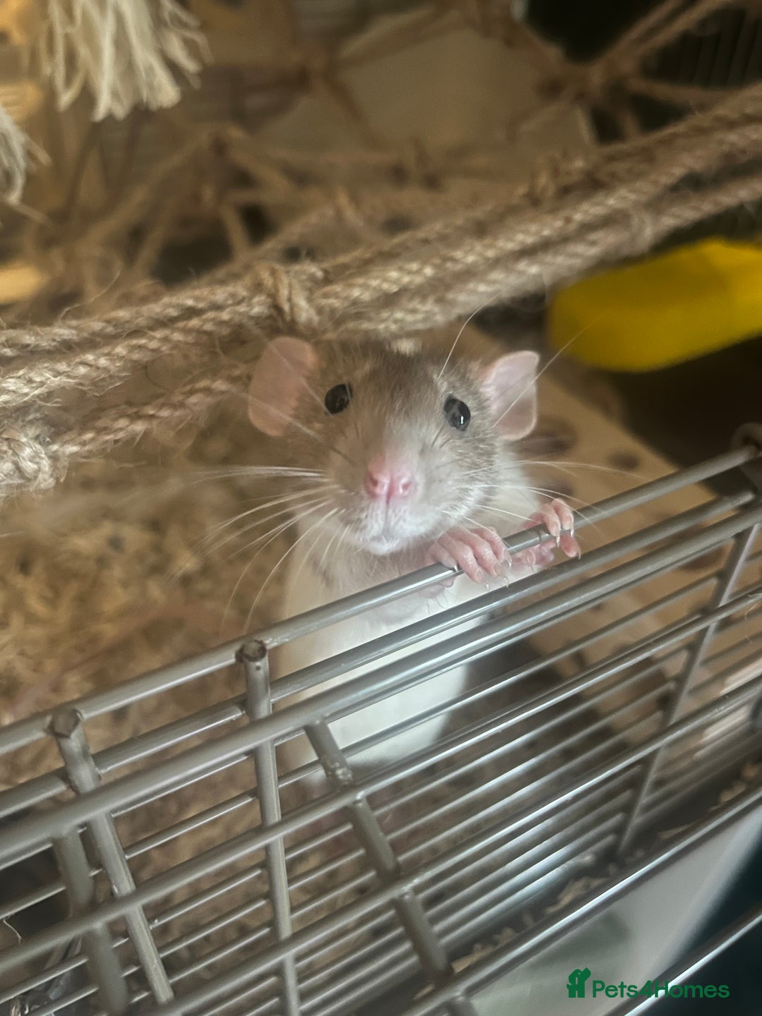 Rat rodents for sale: 3 female rats for rehoming - Image 5