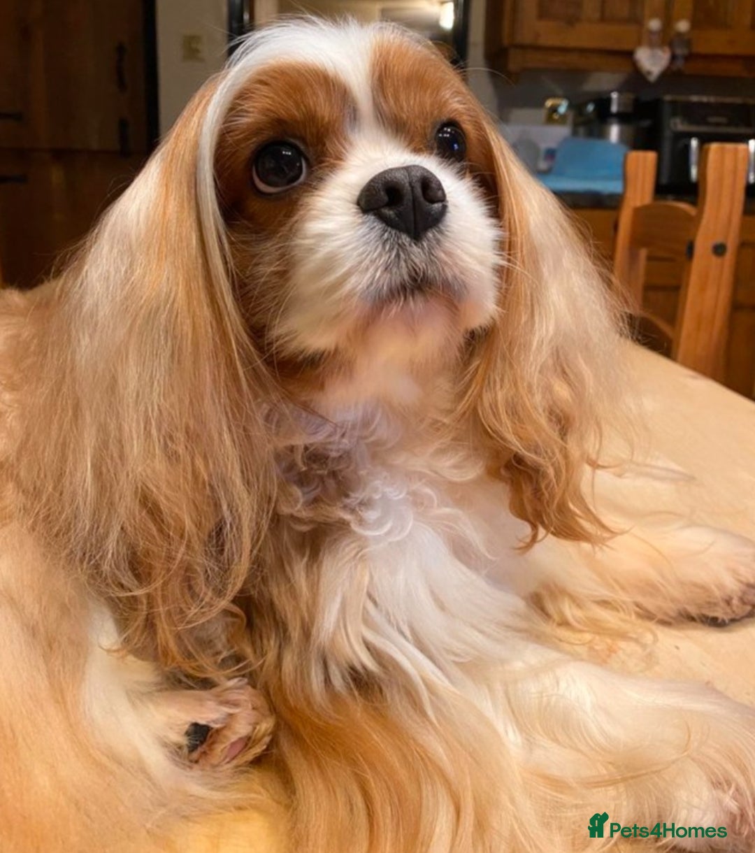 Cavalier King Charles Spaniel dogs for sale: KC Registered Cavalier King Charles Spaniels - Advert 12