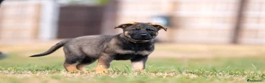 German Shepherd 3