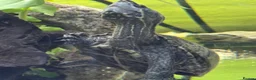 Turtle reptiles for sale: Female Turtle for Sale - Advert 11
