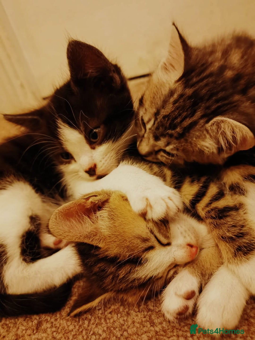 British Shorthair cats for sale: Black and white kitten and tabby - Image 1