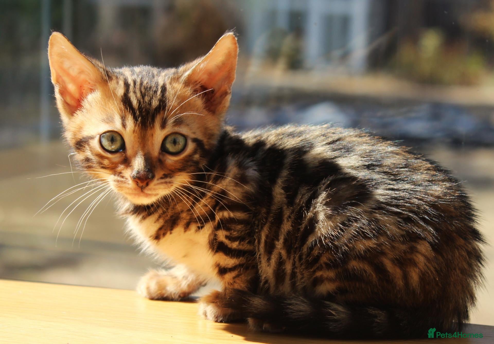 Bengal cats 3 TICA BENGAL BOYS – BROWN ROSETTED MALES – £850 - Advert 2