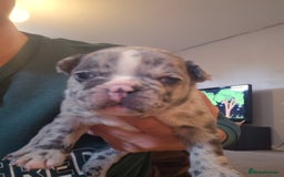 French Bulldog dogs for sale: Frenchie puppies looking for their forever home - Image 2