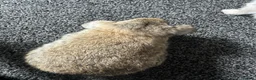 Mini Lop rabbits for sale: Baby mini lops - Advert 8