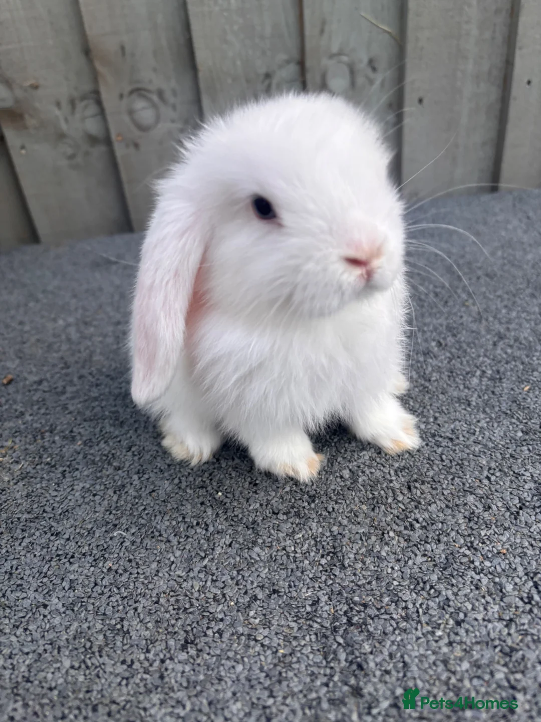 Mini Lop rabbits for sale: Beautiful pure bred mini lops blue eyes  - Advert 8
