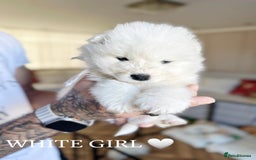 Samoyed dogs for sale: Samoyed puppies KC Registered Champions Bloodline  - Image 10