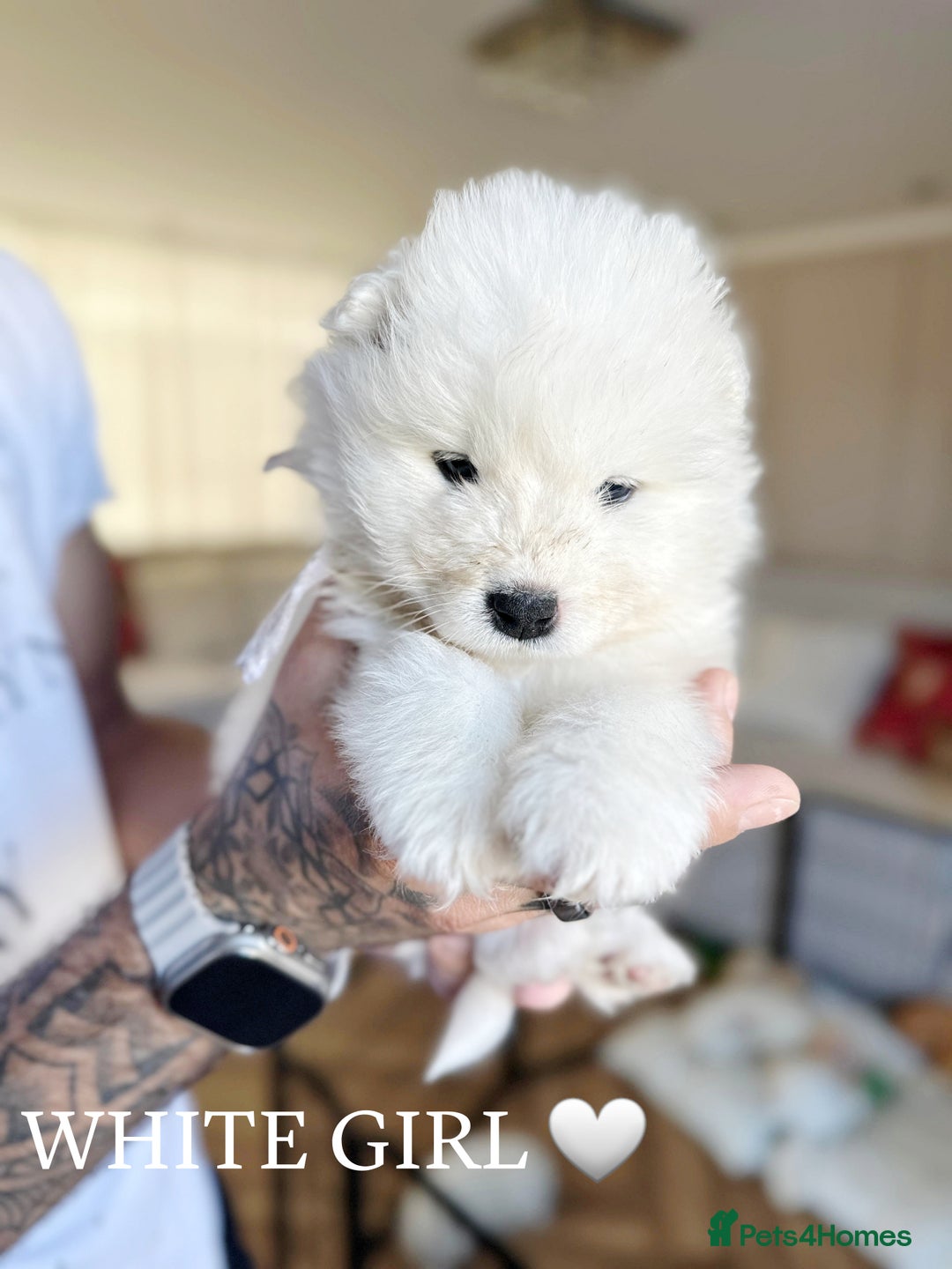 Samoyed dogs for sale: Samoyed puppies KC Registered Champions Bloodline  - Image 10