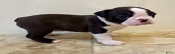 Boston Terrier dogs for sale: Boston Terriers for sale - Advert 4