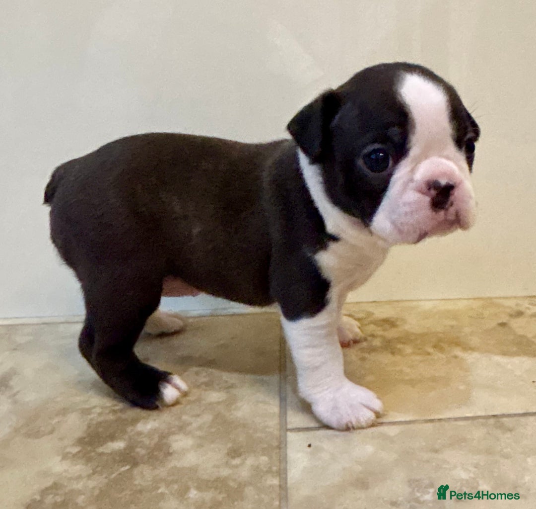 Boston Terrier dogs for sale: Boston Terriers for sale - Advert 4