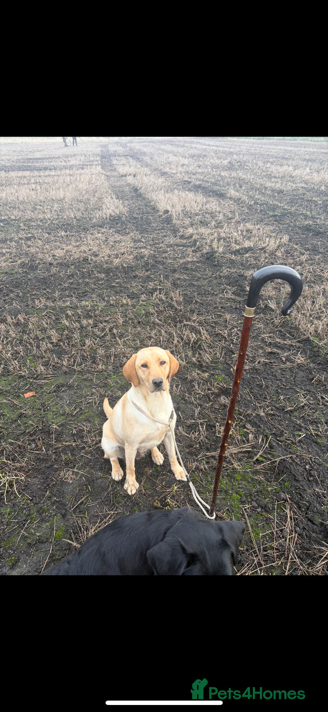 Labrador Retriever dogs for sale: READY NOW.Beautiful black KC registered Labradors  - Advert 17