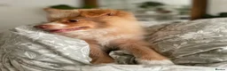Pomeranian dogs for sale: 🐾 Beautiful Home-Raised Pomeranian Puppies   - Advert 23