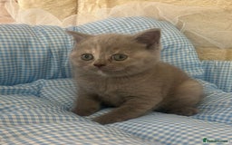 British Shorthair cats for sale: Beautiful cuddly, British short hair kittens  - Image 3