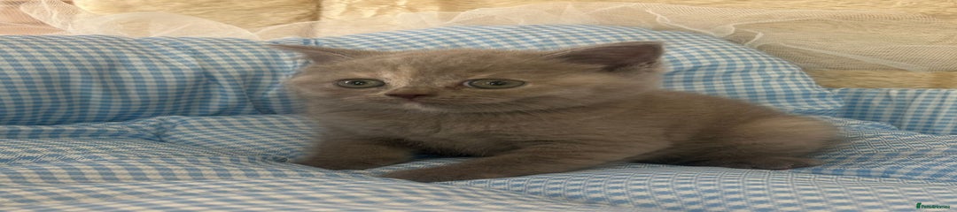 British Shorthair Kitten 2