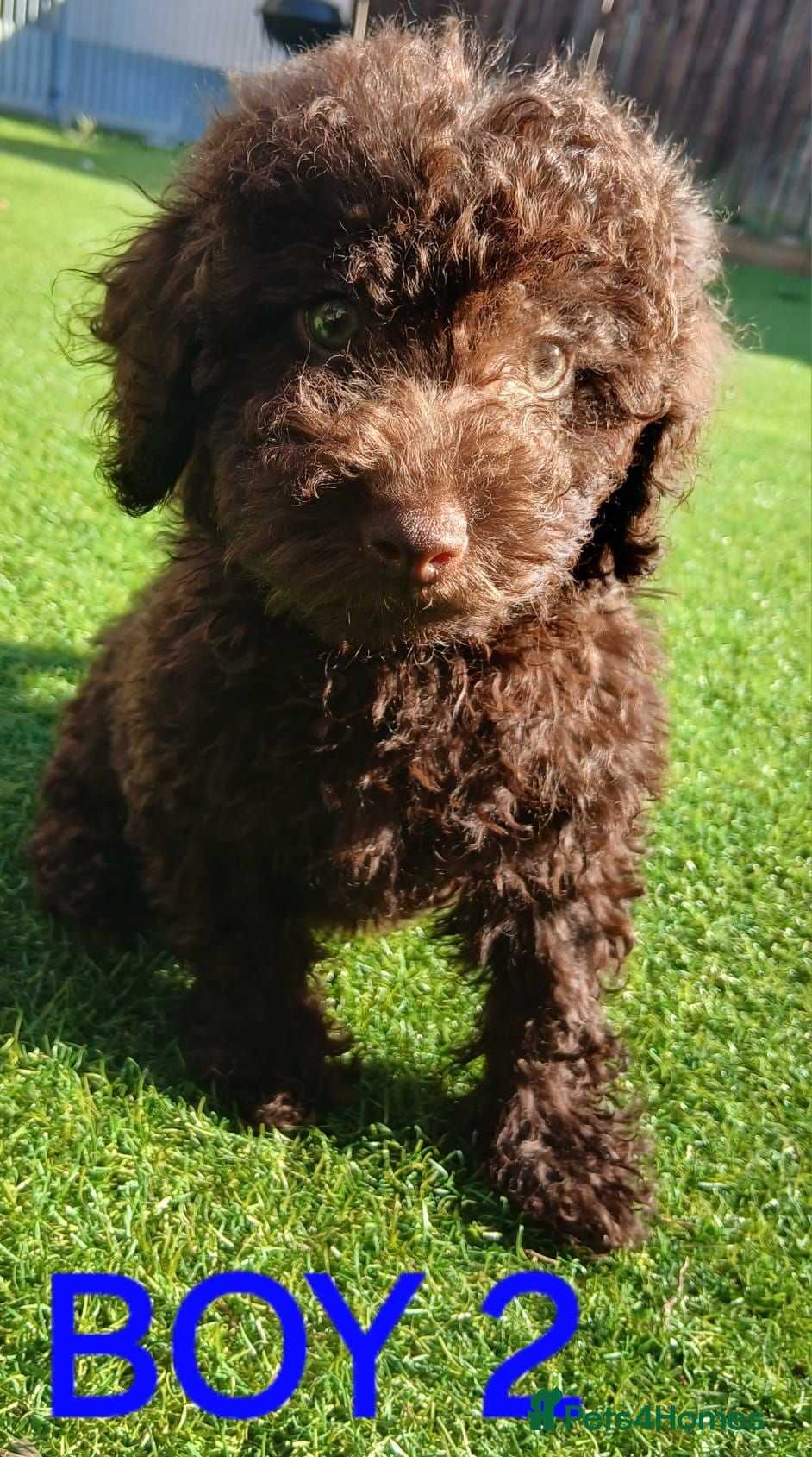 Toy Poodle dogs READY NOW Kc chocolate toy poodles  - Advert 5