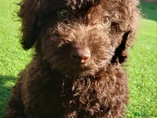 Toy Poodle dogs READY NOW Kc chocolate toy poodles - Advert 5