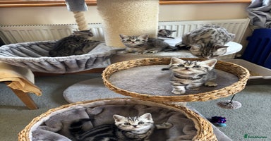 British Shorthair cats - Advert 10