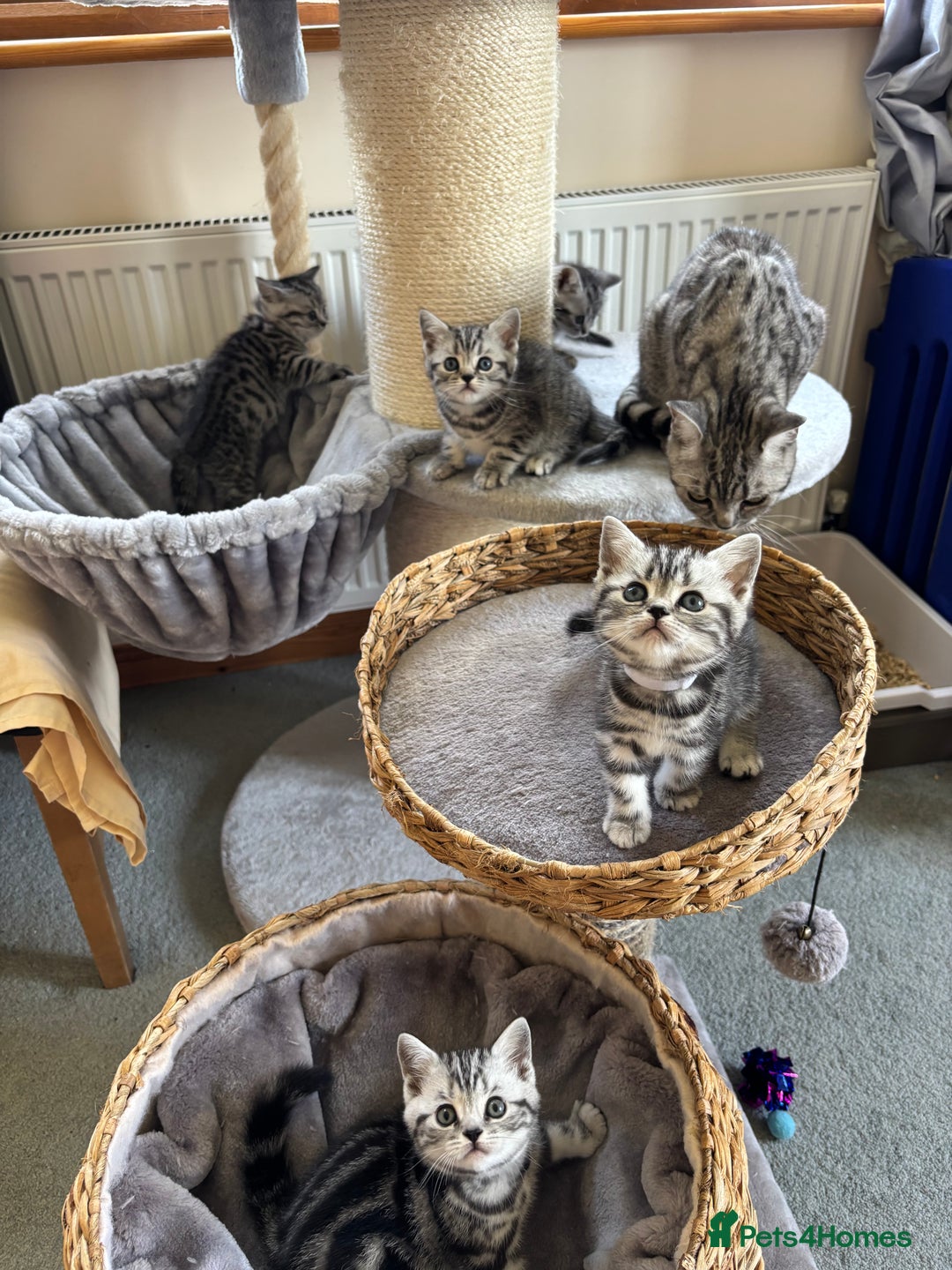 British Shorthair cats for sale: ❤️💙 GORGEOUS SILVER TABBY BSH CHAMPION LINES 💙❤️ - Image 3