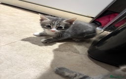 Domestic Shorthair cats for sale: Half bengal - Image 4