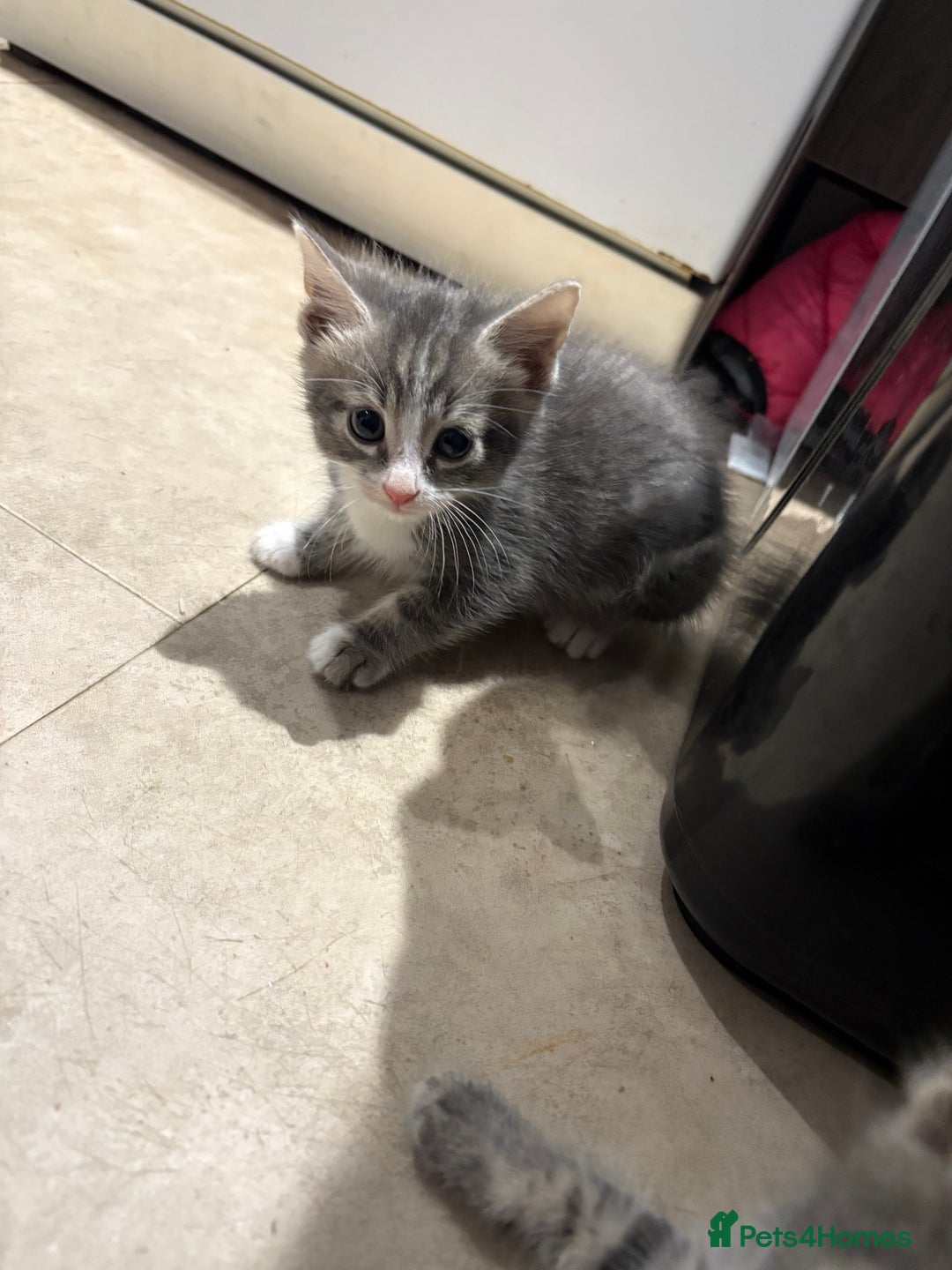 Domestic Shorthair cats for sale: Half bengal - Image 4