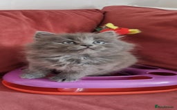 Scottish Fold cats for sale: Beautiful Scottishsh fold kittens  - Image 9