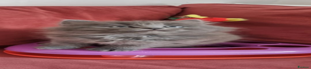 Scottish Fold Kitten 1