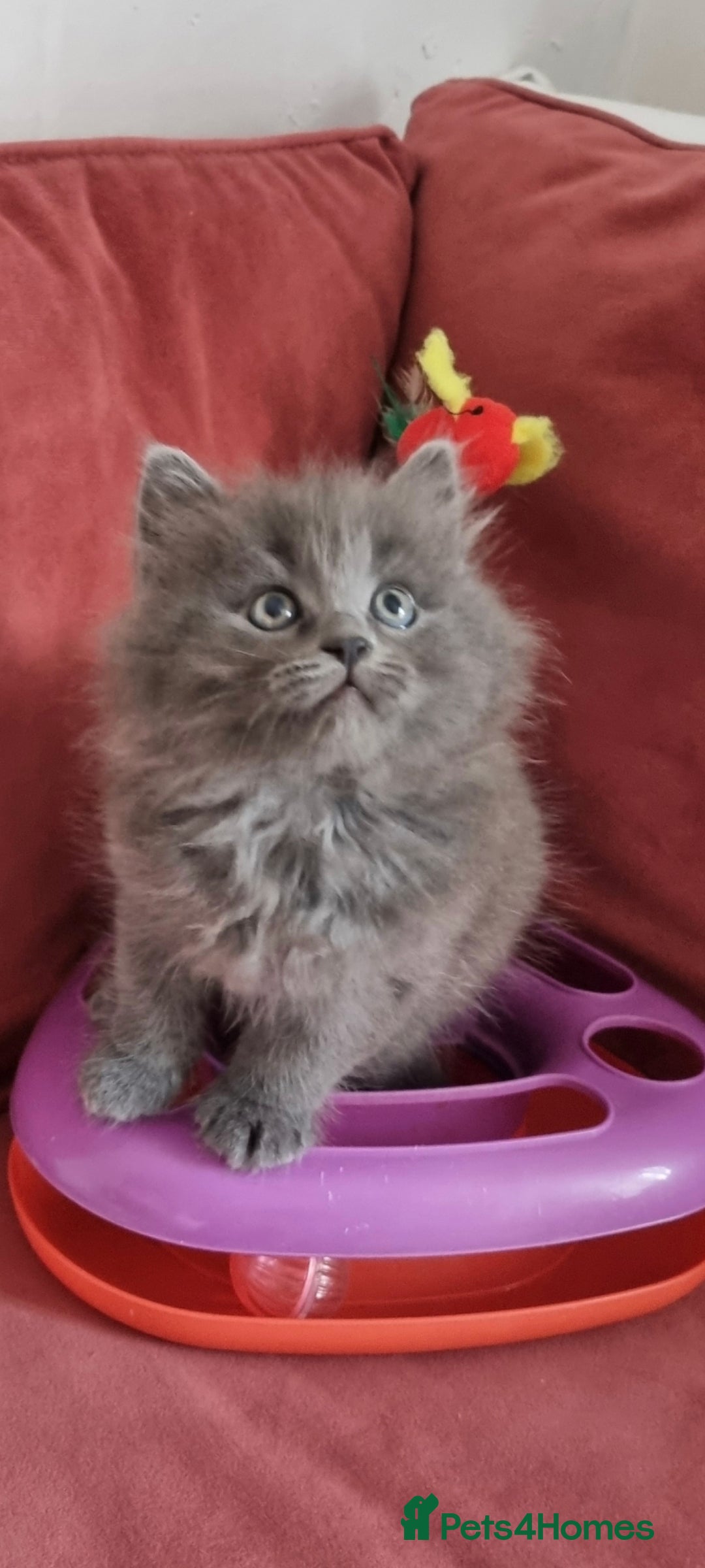 Scottish Fold cats for sale: Beautiful Scottishsh fold kittens  - Image 9