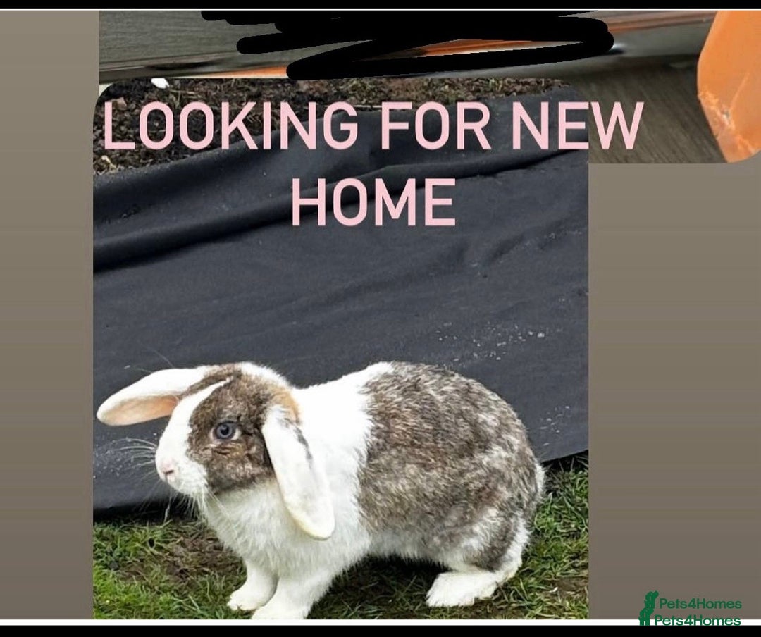 Mini Lop rabbits for sale: Mini lops bucks  - Advert 4
