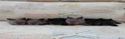 Lionhead rabbits for sale: Beautiful DM Lionheads  - Advert 2