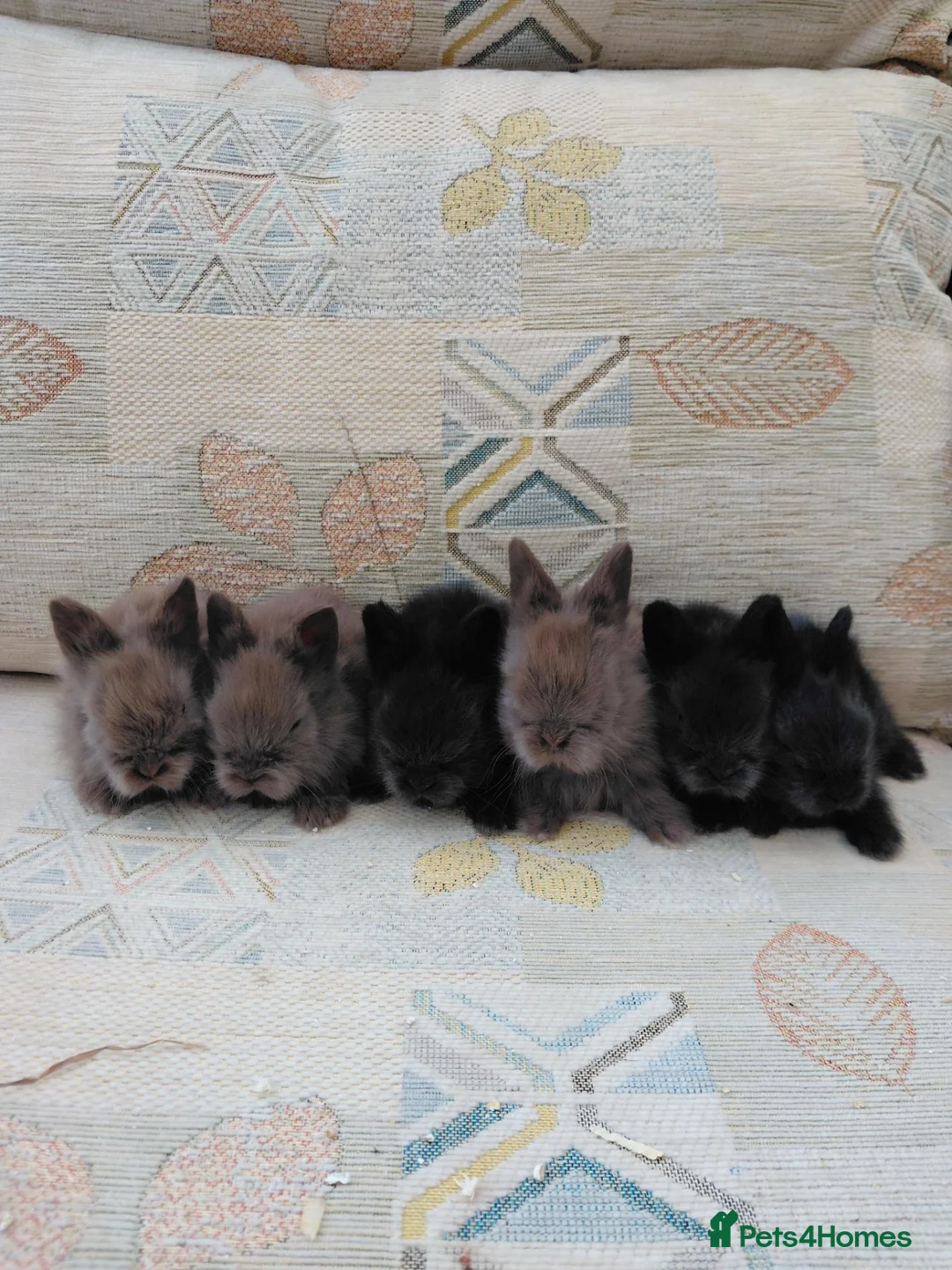 Lionhead rabbits for sale: Beautiful DM Lionheads  - Advert 2