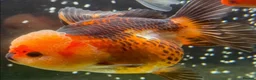 Goldfish fish for sale: Young Oranda Fancy goldfish for sale  - Advert 6
