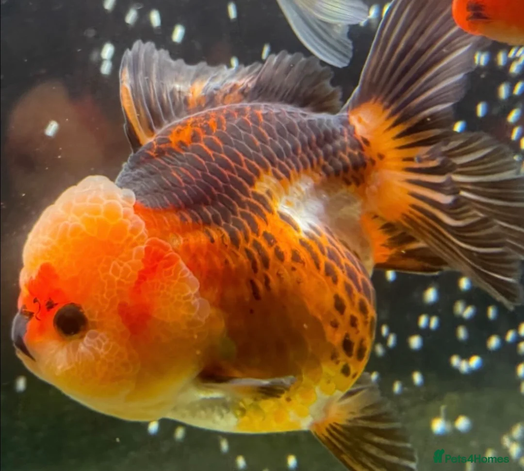 Goldfish fish for sale: Young Oranda Fancy goldfish for sale  - Advert 6