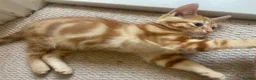 Mixed Breed cats for sale: Lovelo Ginger Kitten - Advert 4