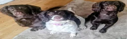 English Springer Spaniel dogs for sale: 8 x Healthy Springer Spaniel pups,ready 15/06/26 - Advert 3