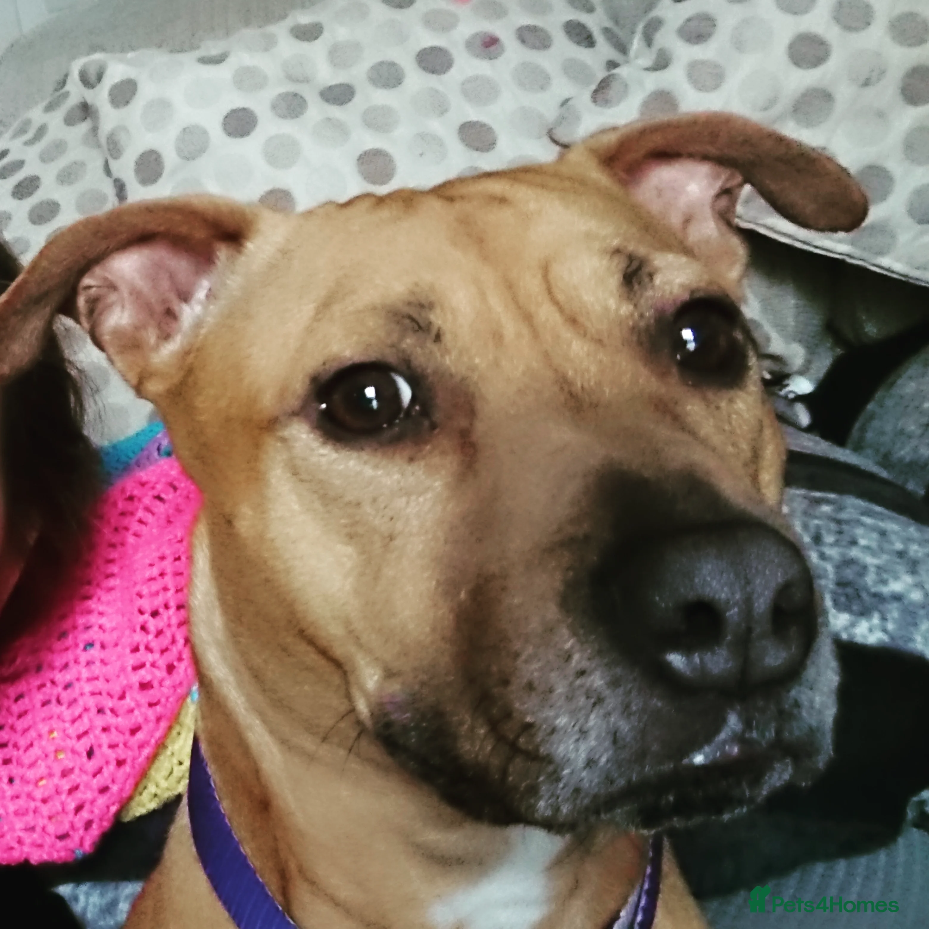 Mixed Breed dogs Lovely 4 year old female staffy x ridge back  - Advert 1