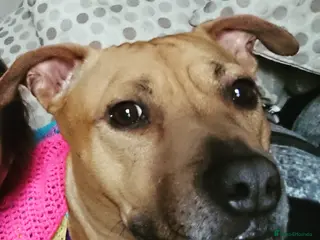 Mixed Breed dogs Lovely 4 year old female staffy x ridge back - Advert 5