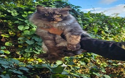 Maine Coon cats for sale: 5 maine coons  - Image 9