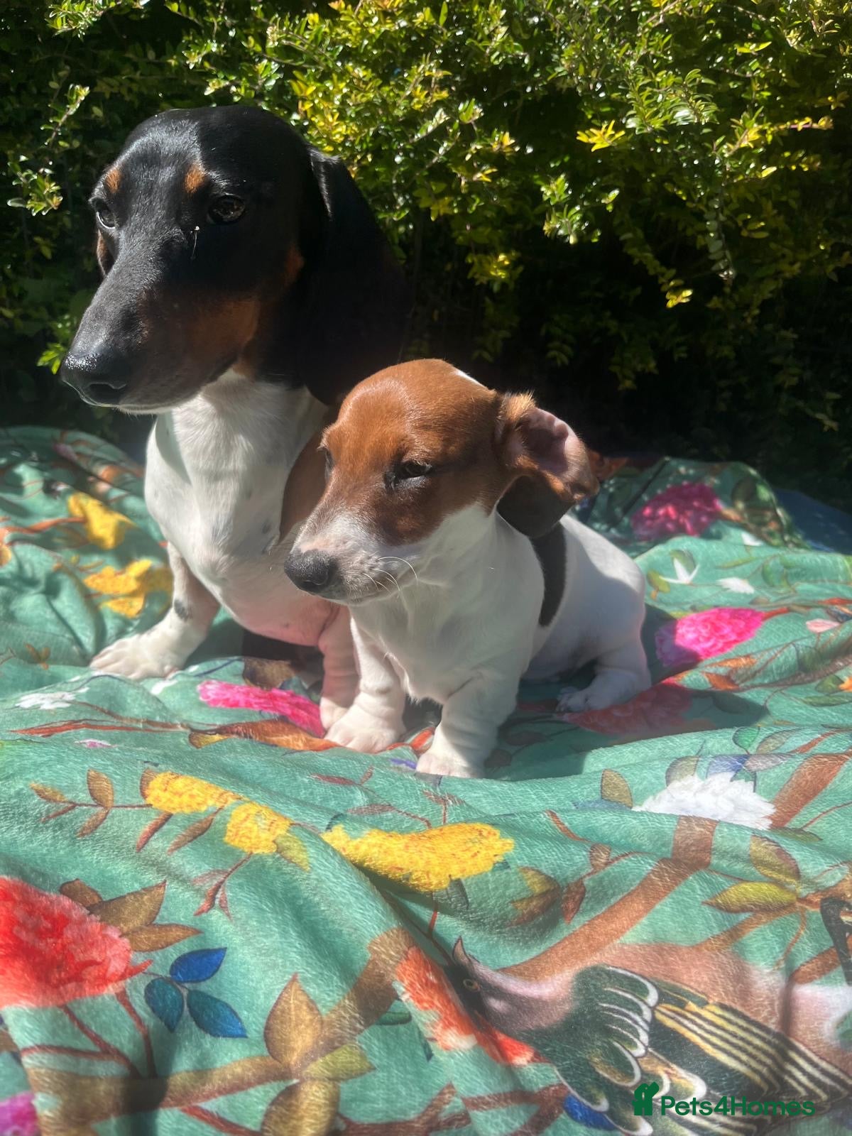 Miniature Dachshund dogs Beautiful Pedigree Miniature Dachshunds - Advert 1