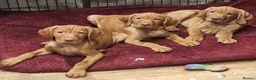Hungarian Vizsla dogs for sale: Health checked KC reg strong Visla puppies.  - Advert 1