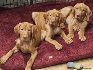 Hungarian Vizsla dogs Health checked KC reg strong Visla puppies. - Advert 5