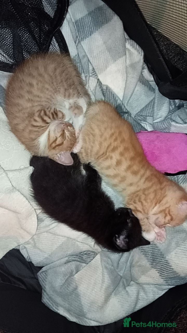 British Longhair cats Kittens  - Advert 1